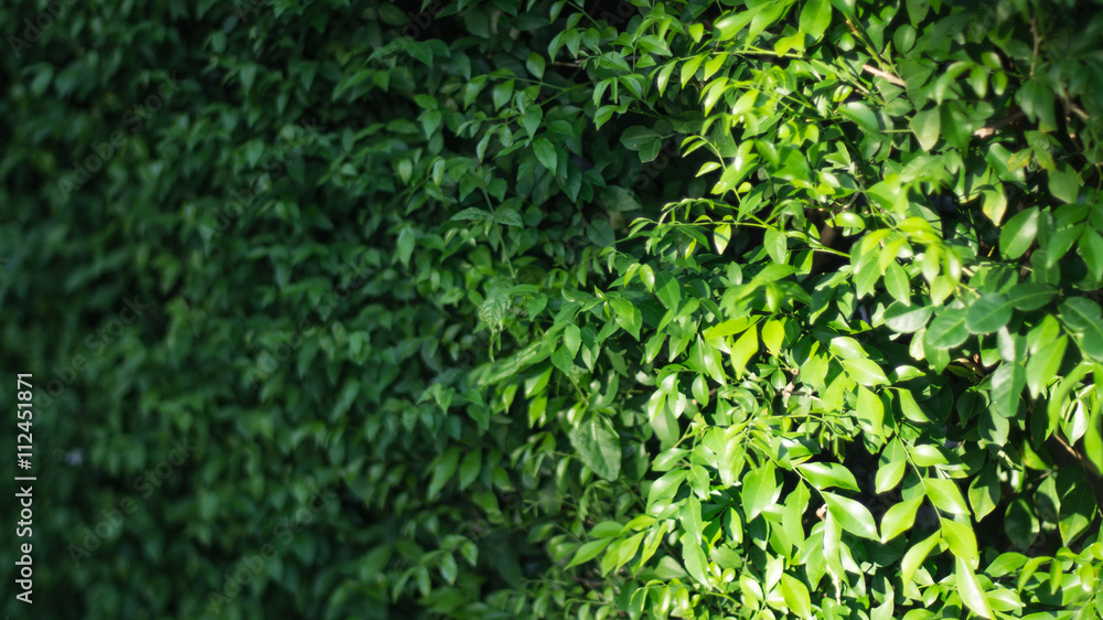 Obraz premium Banyan tree wall.