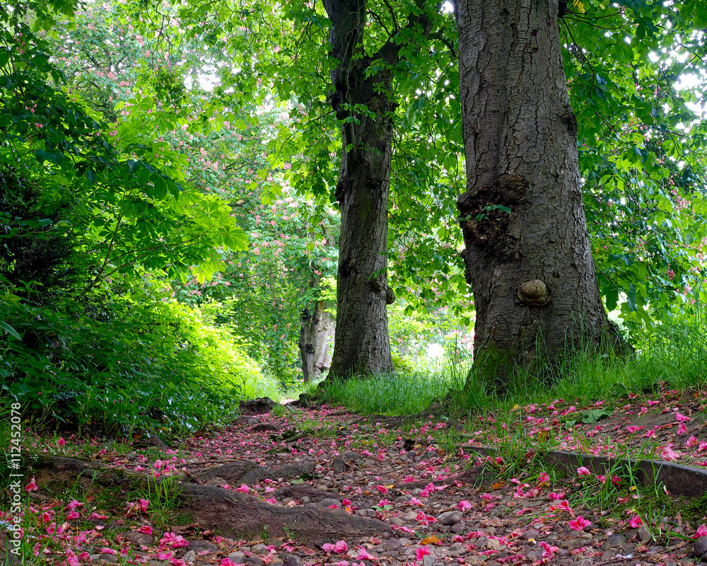 Obraz premium Chestnut Trees
