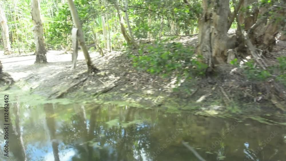 Wild Australian landscape of gum trees grow on a river lagoon in the tropical north of Queensland, Australia Wild Australian landscape of gum trees grow on a river lagoon in the tropical north of Queensland, Australia
