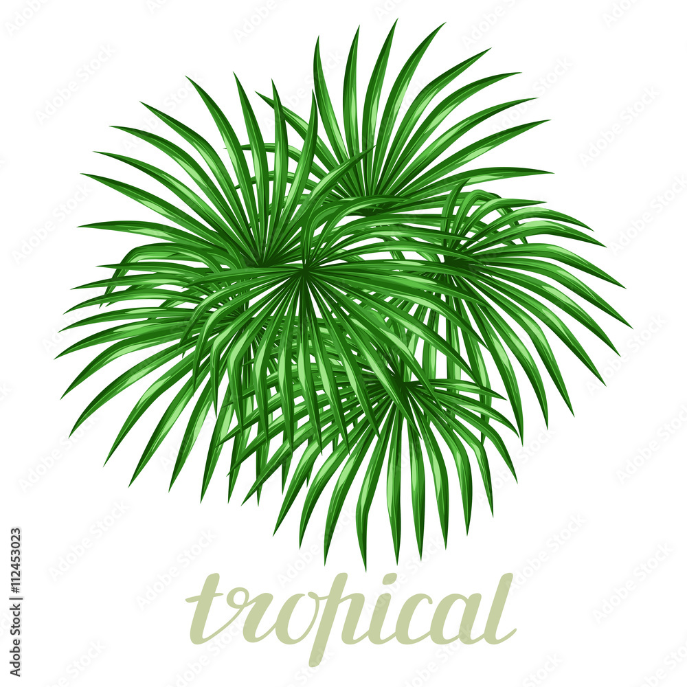 Paradise card with palms leaves. Design for advertising booklets, banners, greeting cards and flayers Paradise card with palms leaves. Design for advertising booklets, banners, greeting cards and flayers