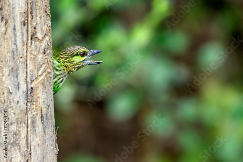 A Green-Eared Barbet (Psilopogon faiostrictus)looks out from behind a tree trunk. Copy-space to the right and some narrow space to the left.
