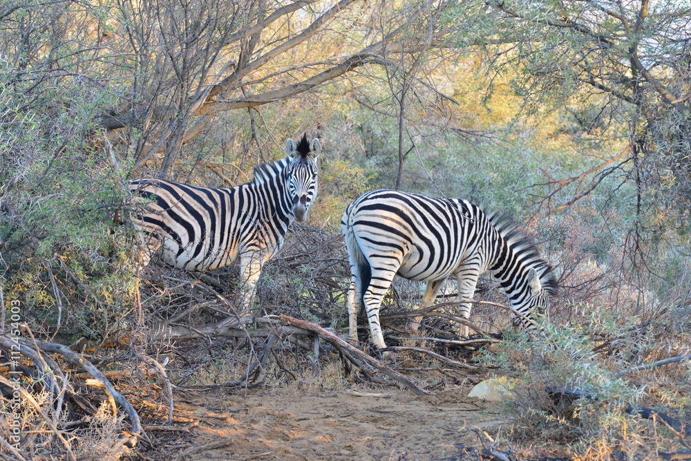 Obraz premium Zebra in the bushes in South Africa