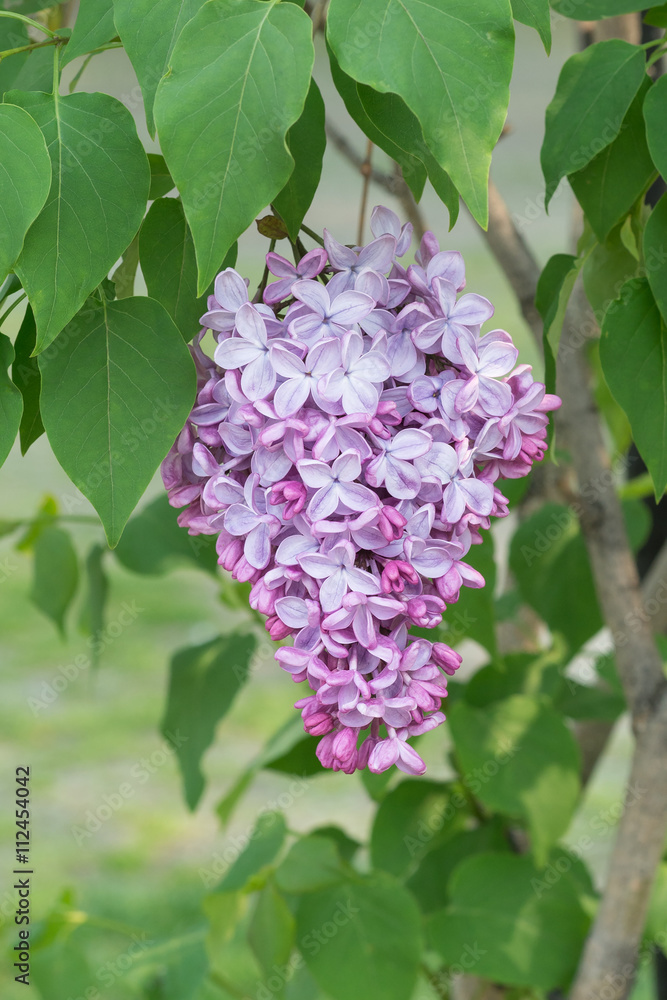 Lilac Bush Bloom, Lilac flowers in the odori park, Spring flower Lilac Bush Bloom, Lilac flowers in the odori park, Spring flower