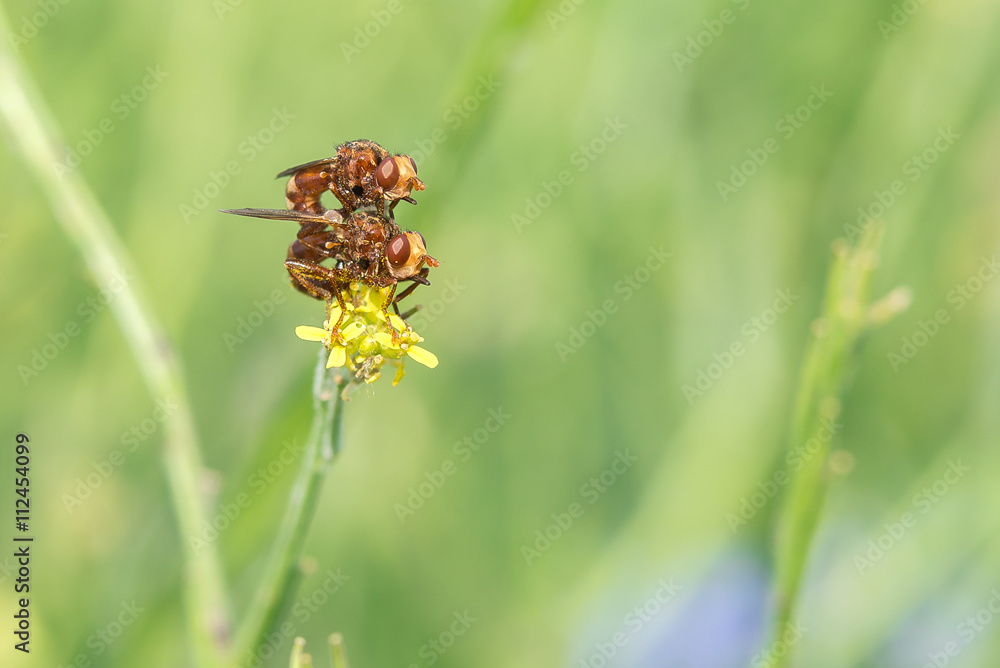 Gemeine Breitstirnblasenkopffliege (Sicus ferrugineus) Pärchen bei der Paarung Gemeine Breitstirnblasenkopffliege (Sicus ferrugineus) Pärchen bei der Paarung