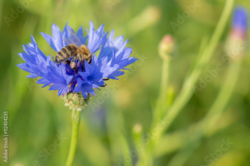 Honigbiene (Apis mellifera) auf der Blüte einer blauen Kornblume (Centaurea cyanus)
