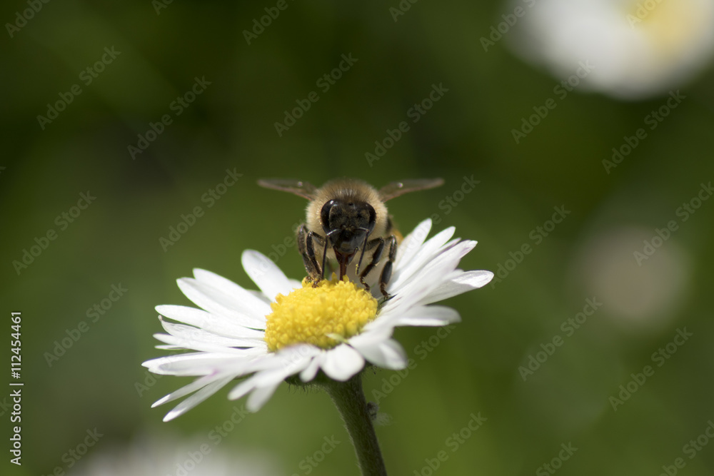 semplice ape sul fiore ricco di nettare semplice ape sul fiore ricco di nettare