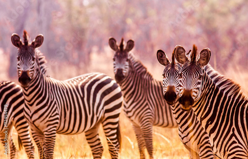 Herd of wild Zebra