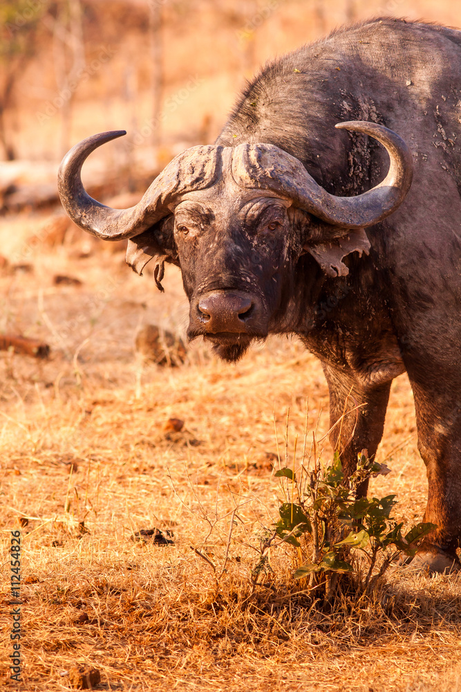 Obraz premium Wild African Cape Buffalo in South Luangwa National Park