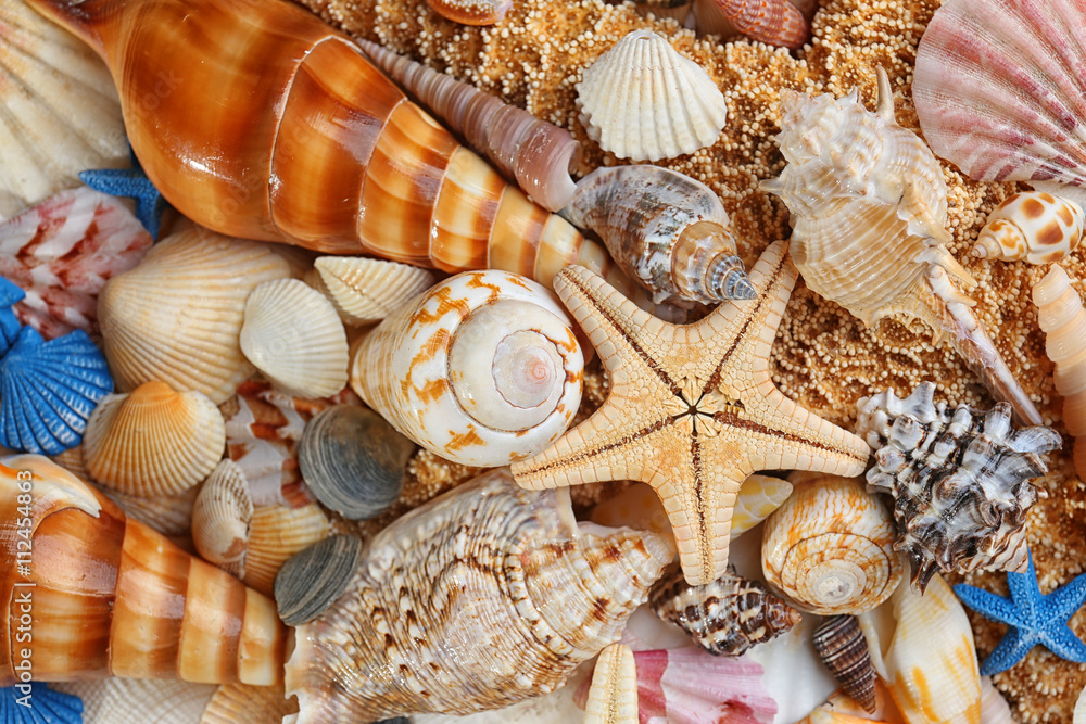 Sea shell background Sea shell background