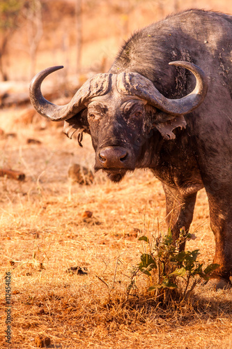 Wild African Cape Buffalo in South Luangwa National Park