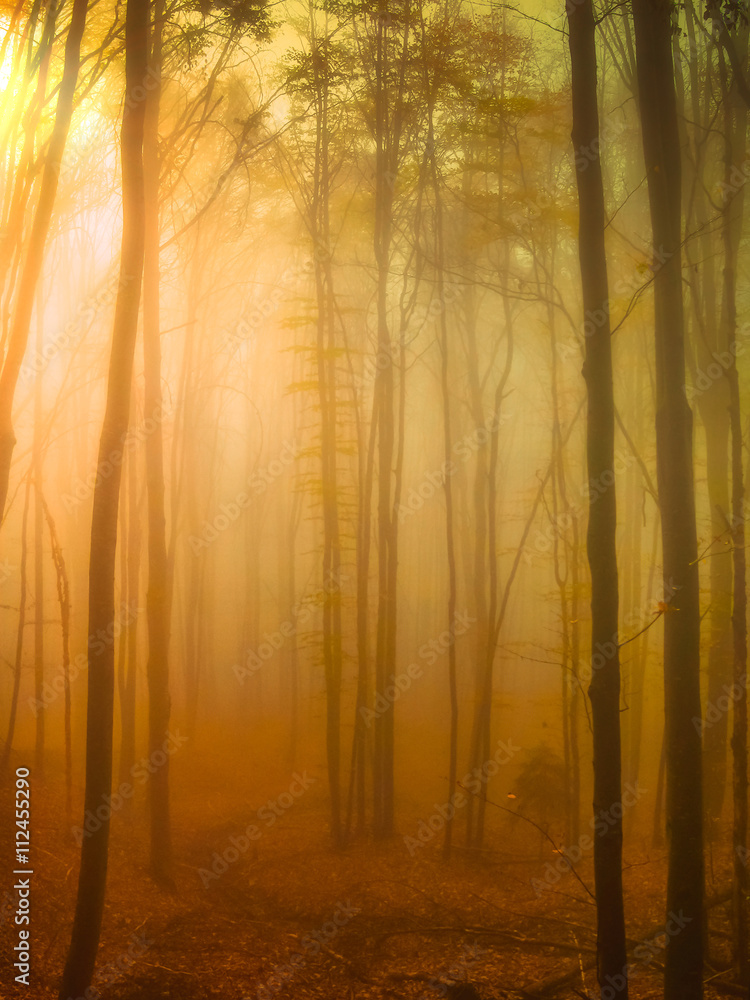 Foggy morning in the forest - Cindrel mountains, Magura peak area, Sibiu county, Romania.