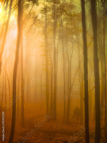 Foggy morning in the forest - Cindrel mountains, Magura peak area, Sibiu county, Romania.