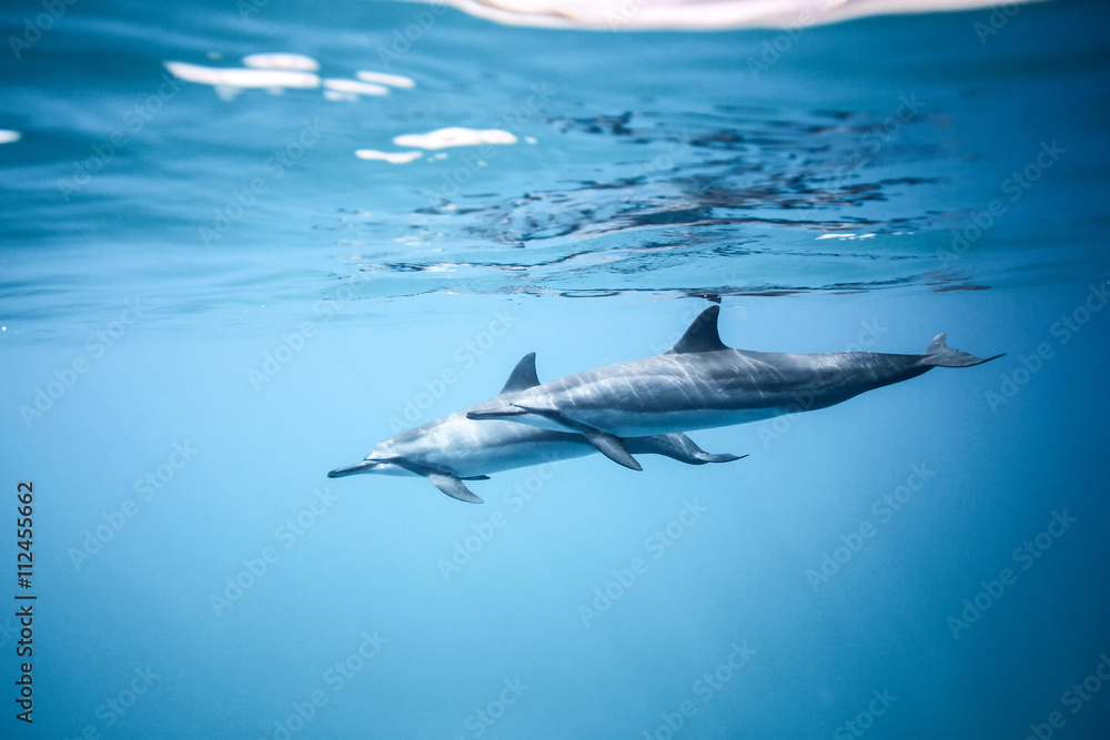 Obraz premium Two dolphins swim near the ocean surface. Photo underwater