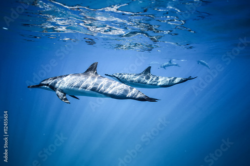 Carta da parati Two dolphins swim near the ocean surface. Photo underwater