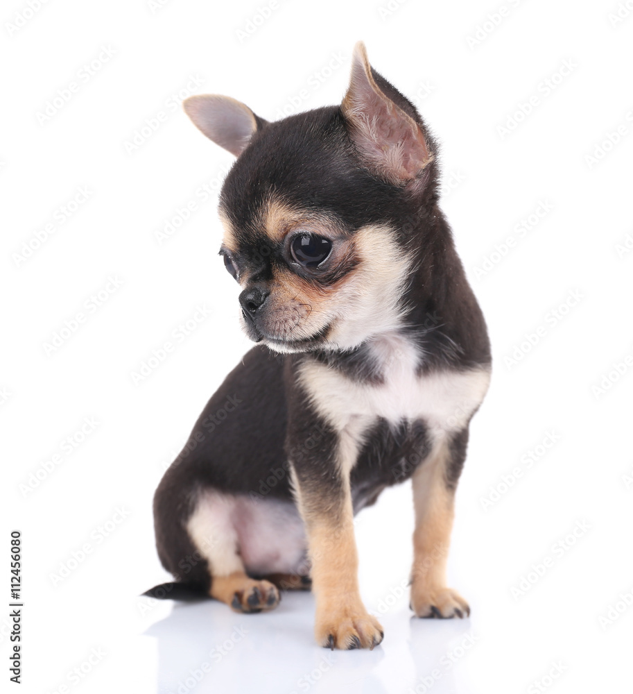 Small chihuahua puppy on the white background Small chihuahua puppy on the white background