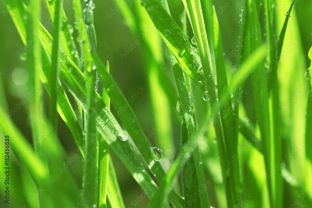 Wet grass after the rain, close up Wet grass after the rain, close up