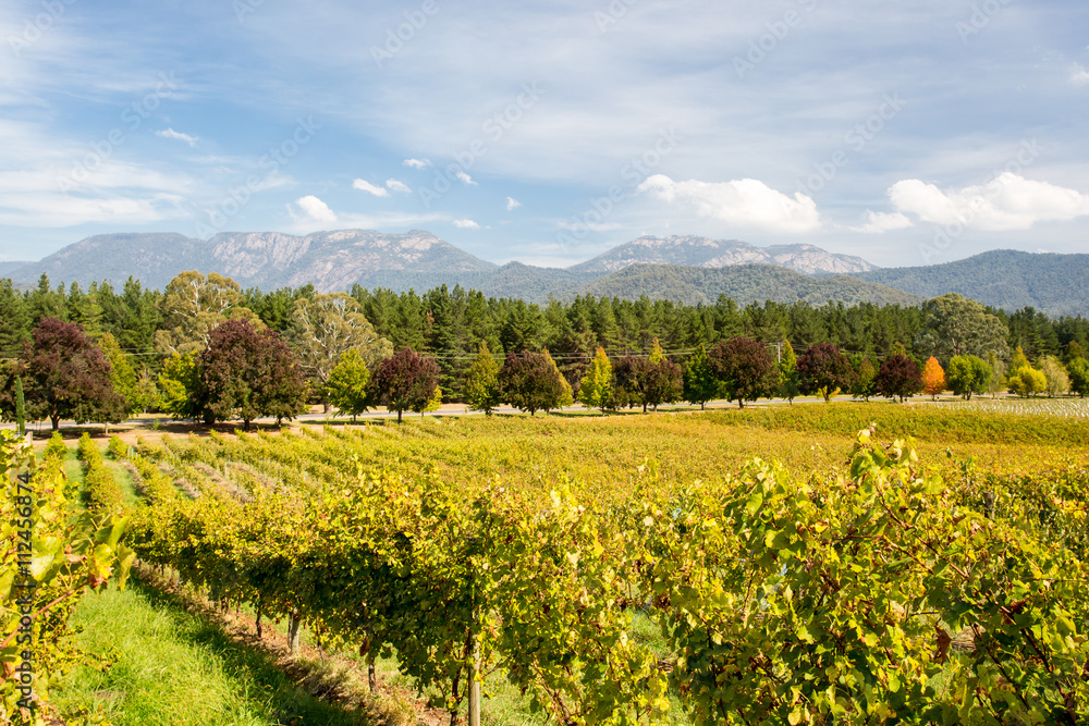 Alpine Valley Vines in Autumn