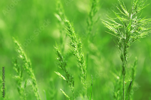 Grass with spikelets, close up