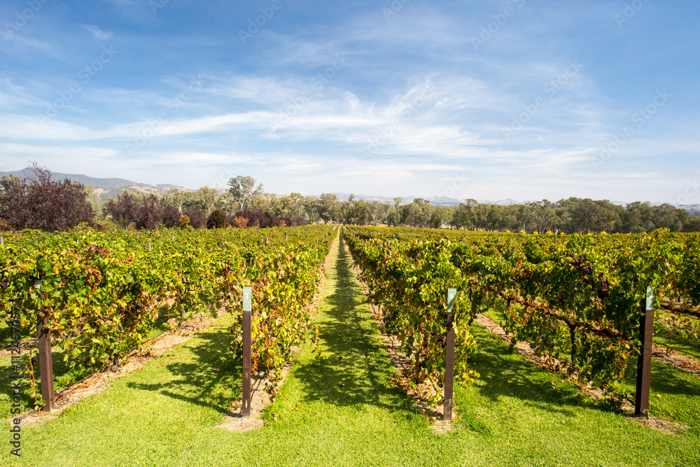 Alpine Valley Vines in Autumn