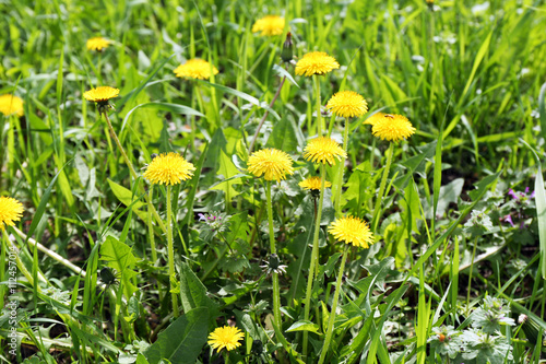 Dandelions on green meadow