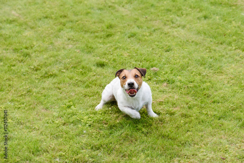 Fototapeta Naklejka Na Ścianę i Meble -  High Angle View of playing dog on green grass