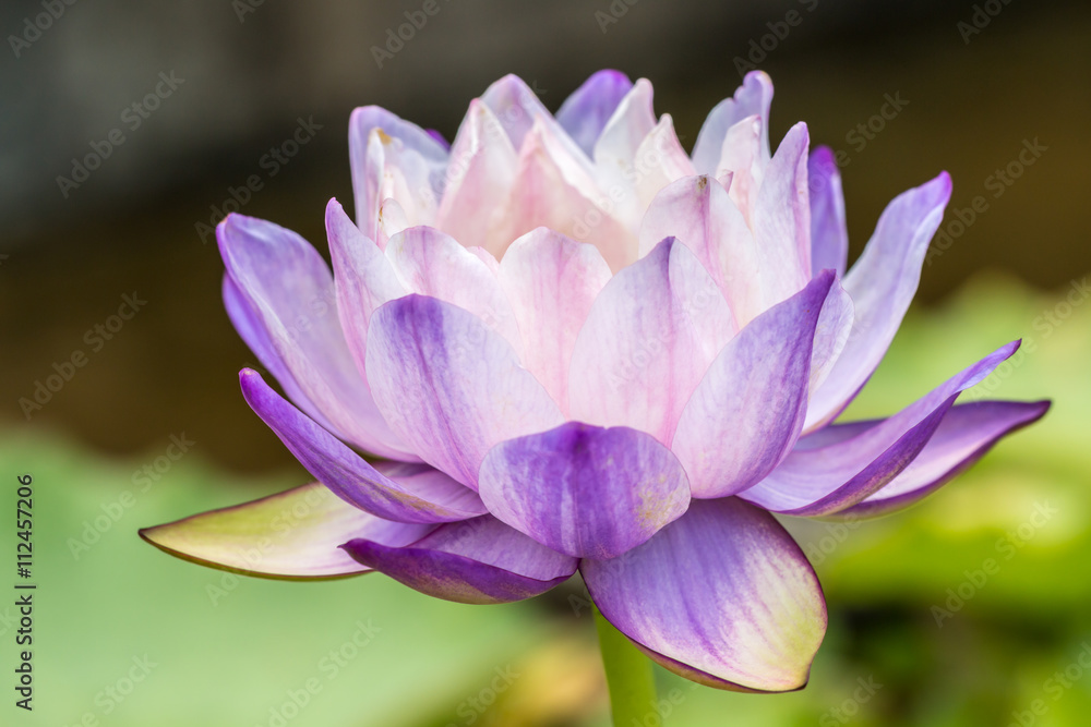 Purple water lily or lotus flower. Purple water lily or lotus flower.