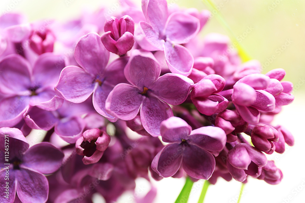 Branches of fresh lilac, closeup Branches of fresh lilac, closeup