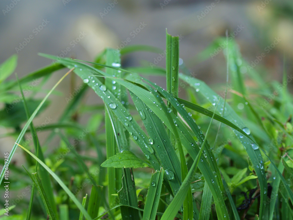 Close up of summer grass with water drops Close up of summer grass with water drops