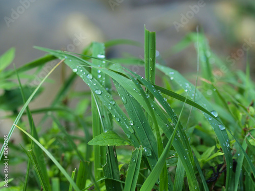Close up of summer grass with water drops
