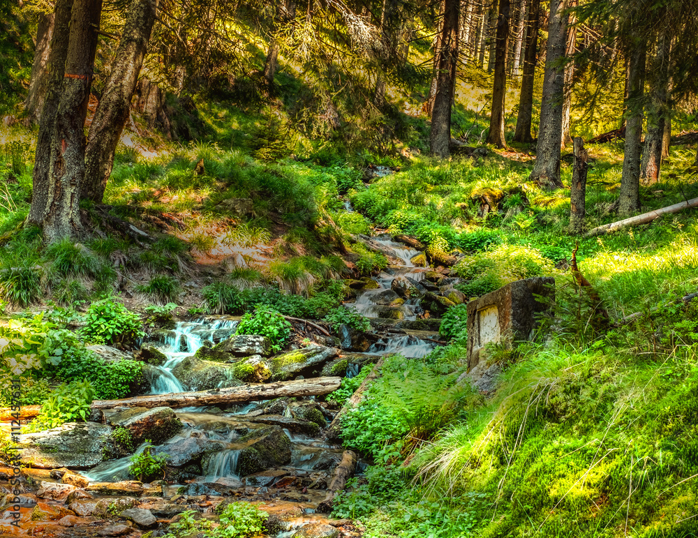 Obraz premium Lights in forest