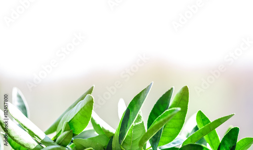 green leaves lemon pot