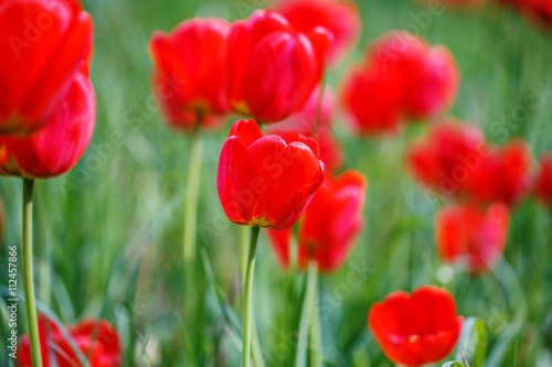 red tulips field