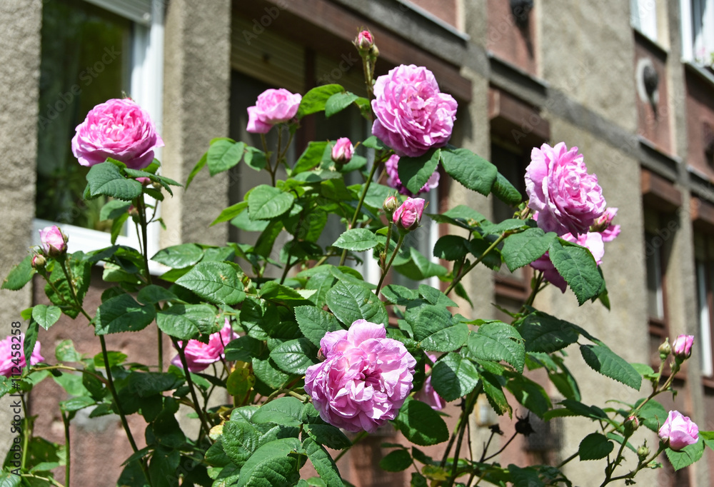 Pink roses in front of an apartment building Pink roses in front of an apartment building
