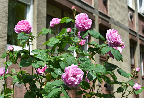 Pink roses in front of an apartment building