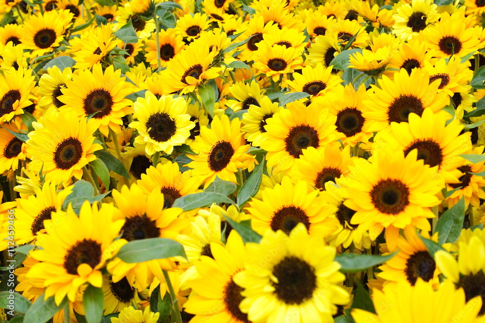 Obraz premium Sunflower