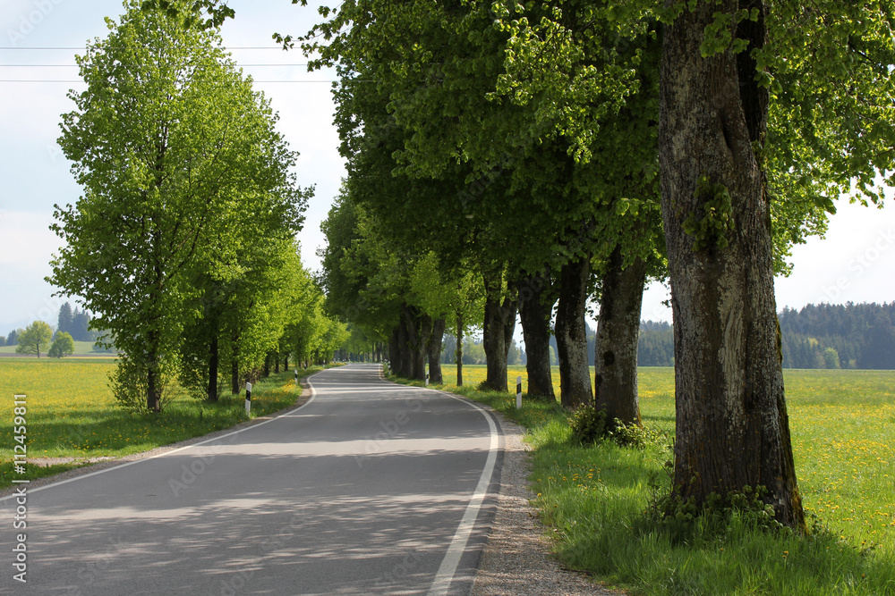 grüne Allee 