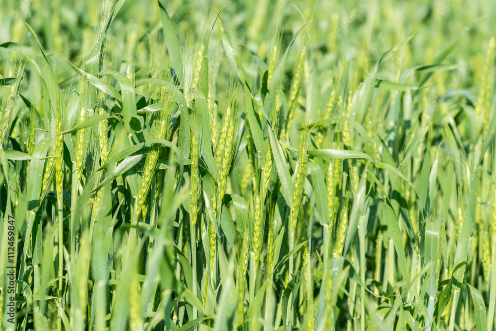 Naklejka premium 青麦畑