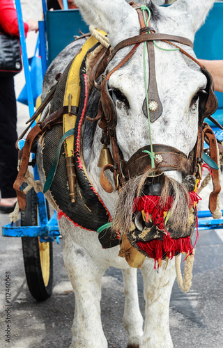 Bunt aufgezäumte Esel (genannt Burro-Taxi) warten auf Passagiere in Mijas, Touristen Ressort nahe Malaga