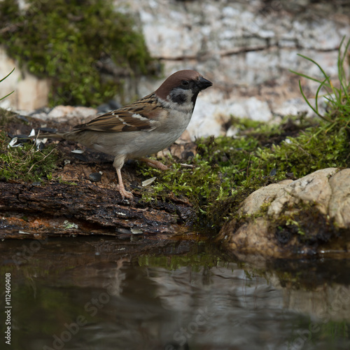 Sparrow (Passer domesticus) on the shore of the forest pond for © strannik_fox