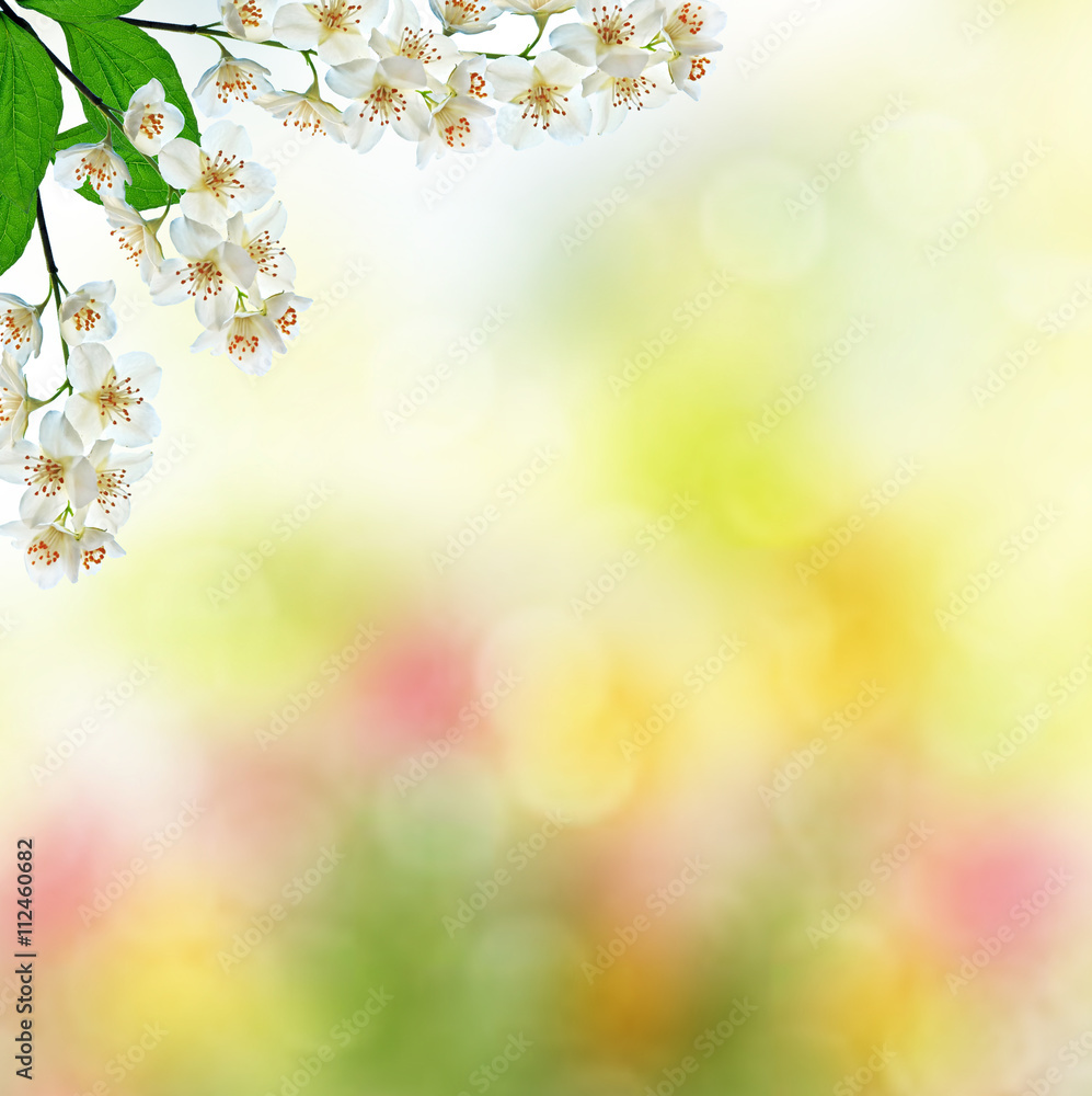 White jasmine flower. White jasmine flower.