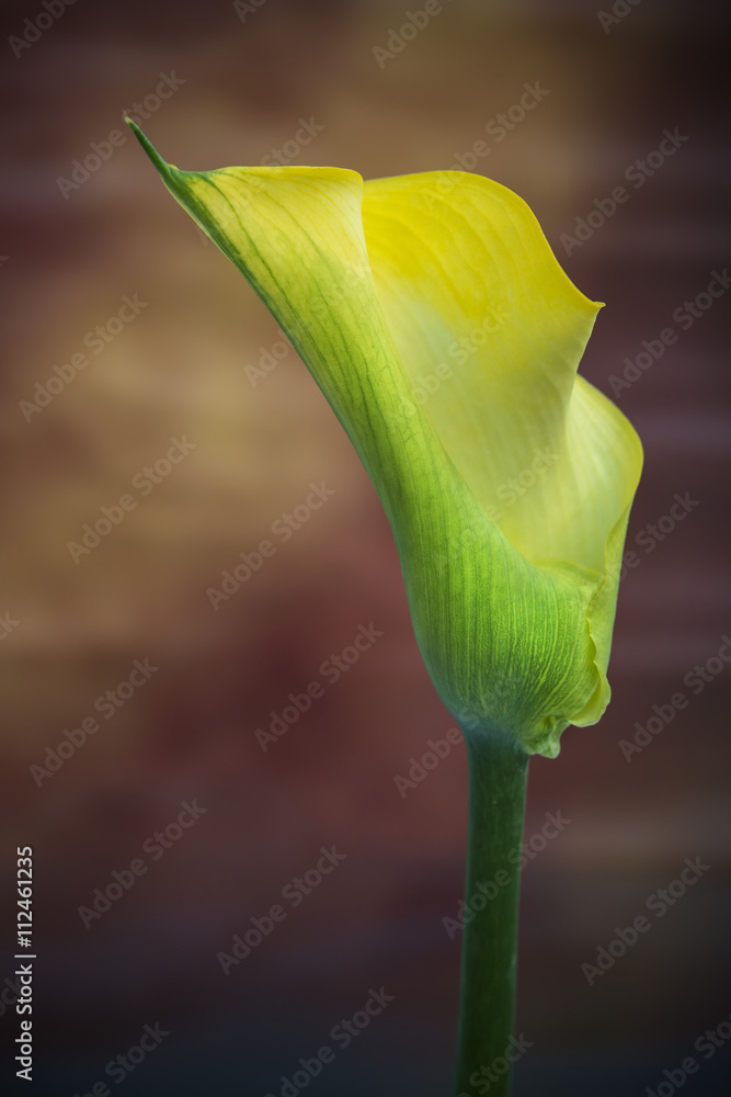 Obraz premium Beautiful macro close up image of colorful vibrant calla lily fl