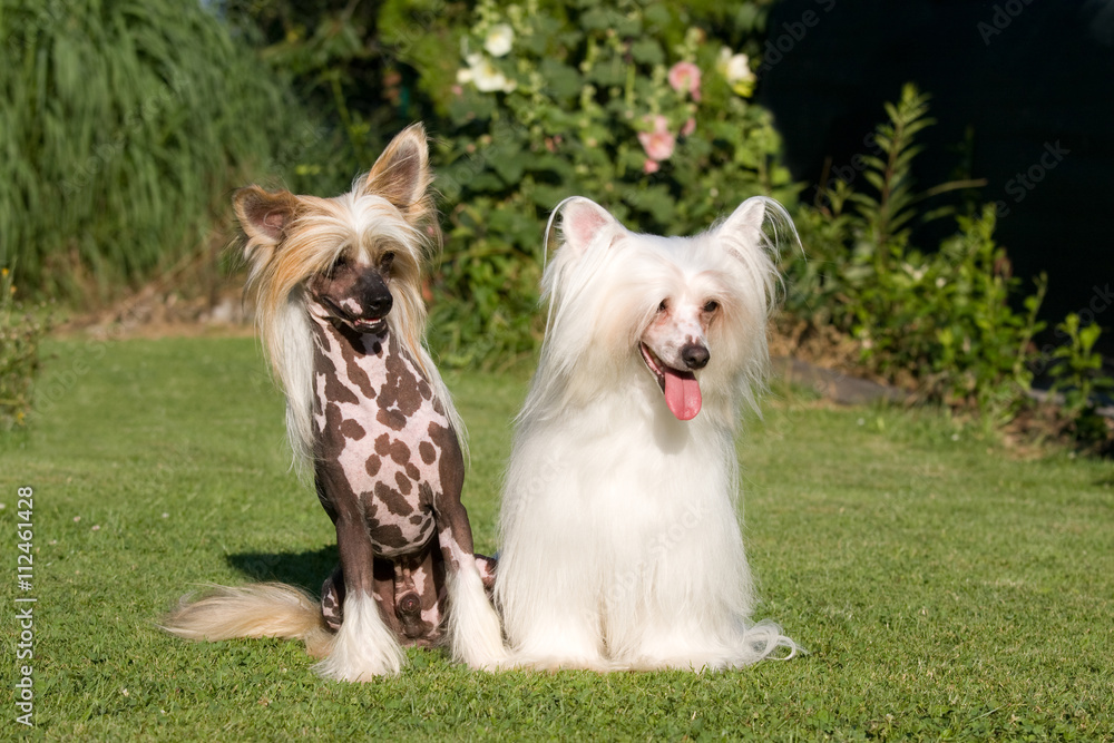 Portrait of two nice chinese crested dog