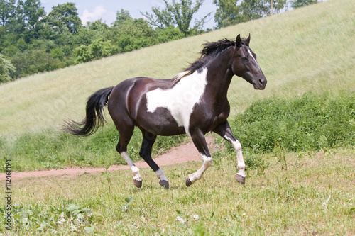 Fotografie Nice paint horse running