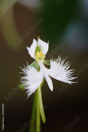 Fringed Orchid