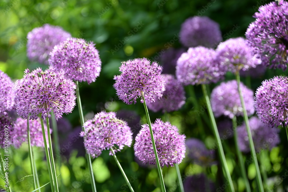 allium, mehrere lila Zierlauchblüten im Gegenlicht allium, mehrere lila Zierlauchblüten im Gegenlicht