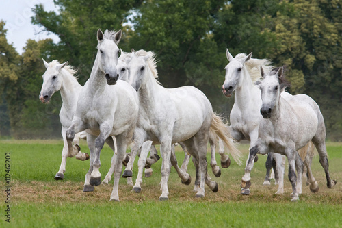 Herd horses running on meadow © lenkadan