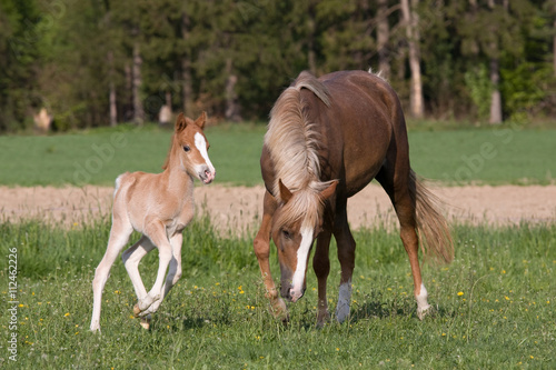 Pony mare with little foal