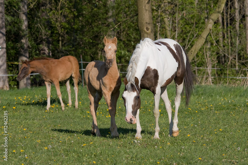 Pony mare with little foal