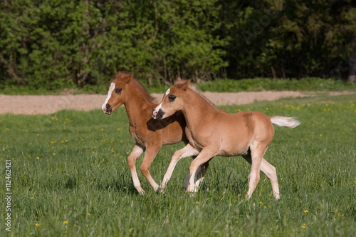 Nice little foals running on pasture © lenkadan
