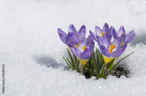 crocuses with snow